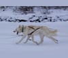 Timmie, a Siberian Husky tested with EmbarkVet.com