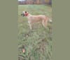Janus, a Greyhound and Scottish Deerhound mix tested with EmbarkVet.com