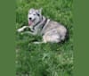 Bella, a Siberian Husky tested with EmbarkVet.com