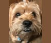 Mulligan, a Shih Tzu and Yorkshire Terrier mix tested with EmbarkVet.com