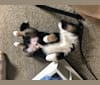 Koda, a Siberian Husky and Australian Cattle Dog mix tested with EmbarkVet.com