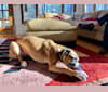 Photo of Leia, a Boxer mix in New York, New York, USA