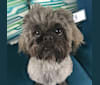 Dieder, a Shih Tzu tested with EmbarkVet.com