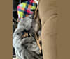 River, a Catahoula Leopard Dog and Labrador Retriever mix tested with EmbarkVet.com