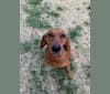 Pepper Steppe, a Redbone Coonhound tested with EmbarkVet.com