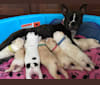 Otto, a Boston Terrier tested with EmbarkVet.com