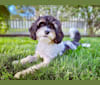 Junie, a Cavalier King Charles Spaniel and Poodle (Small) mix tested with EmbarkVet.com