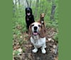 Maggi, a Basset Hound and Brittany mix tested with EmbarkVet.com