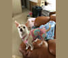 Ella, a Chihuahua and Rat Terrier mix tested with EmbarkVet.com