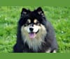 Saami, a Finnish Lapphund tested with EmbarkVet.com