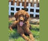 Bear, a Poodle (Standard) tested with EmbarkVet.com