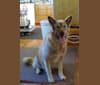 Sela, an Alaskan Malamute and German Shepherd Dog mix tested with EmbarkVet.com