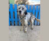 Merlin, a Llewellin Setter and English Setter mix tested with EmbarkVet.com