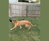 Rocket, a German Shepherd Dog and Great Pyrenees mix tested with EmbarkVet.com