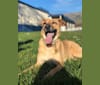 Momo, a German Shepherd Dog and Labrador Retriever mix tested with EmbarkVet.com