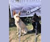 Sir Jacque Baouer, an Eastern European Village Dog tested with EmbarkVet.com