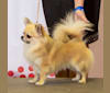 Aussie, a Chihuahua tested with EmbarkVet.com
