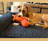 Photo of Reynold, an American Pit Bull Terrier and American Staffordshire Terrier mix in Pittsburgh, Pennsylvania, USA