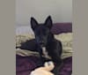 Photo of Jade, a Japanese and Korean Village Dog, Jindo, American Pit Bull Terrier, and Labrador Retriever mix in Buffalo, New York, USA