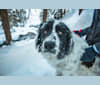 Lily, a Great Pyrenees tested with EmbarkVet.com