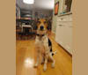 Buxton, an American Foxhound and Beagle mix tested with EmbarkVet.com