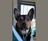 Gimli, an Australian Cattle Dog and Rottweiler mix tested with EmbarkVet.com