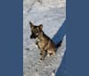 Photo of Axel, a German Shepherd Dog, Siberian Husky, Neapolitan Mastiff, Cane Corso, and Mixed mix in Saskatchewan, Canada