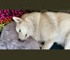 Kodiak, a Siberian Husky and Alaskan Malamute mix tested with EmbarkVet.com