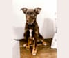 Photo of Jed, a Border Collie, Australian Cattle Dog, and Mixed mix in Nashville, Tennessee, USA