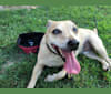 Maeson, a Rat Terrier and Russell-type Terrier mix tested with EmbarkVet.com
