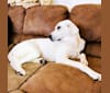 Photo of Beau, a Great Pyrenees, Golden Retriever, American Pit Bull Terrier, and Australian Shepherd mix in Sherman, Texas, USA