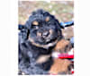 Bella, a Bouvier des Flandres and Bernese Mountain Dog mix tested with EmbarkVet.com