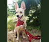 Ryder, a Chihuahua and Cocker Spaniel mix tested with EmbarkVet.com