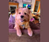 Kenny G, a Japanese or Korean Village Dog and Poodle (Small) mix tested with EmbarkVet.com