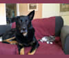 Champ, a German Shepherd Dog and Rottweiler mix tested with EmbarkVet.com