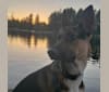 Photo of Morgan, a German Shepherd Dog and American Pit Bull Terrier mix in Yakima, WA, USA