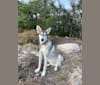Eno, a Central Asian Village Dog tested with EmbarkVet.com