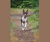 Waterwheel Creek's Set To Stun ATT CA DCAT SCN SEN SIN TKP VHMA, a Rat Terrier tested with EmbarkVet.com