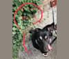 Zhenya, an Eastern European Village Dog tested with EmbarkVet.com