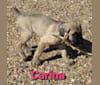 Beloved Corina, a Cane Corso tested with EmbarkVet.com