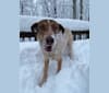 Scottie, an Eastern European Village Dog tested with EmbarkVet.com