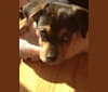 Buddy, a Beagle and Basset Hound mix tested with EmbarkVet.com