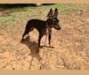 Tesla, a Manchester Terrier (Toy) tested with EmbarkVet.com