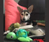 Turtle, a Chihuahua and Rat Terrier mix tested with EmbarkVet.com