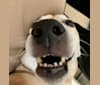 Teagan, an American Pit Bull Terrier and Australian Shepherd mix tested with EmbarkVet.com
