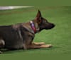 Brandi, a German Shepherd Dog tested with EmbarkVet.com