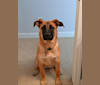 Sadie, a German Shepherd Dog and Saint Bernard mix tested with EmbarkVet.com