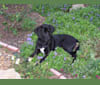 Photo of Duffy, a Plott  in Knoxville, Tennessee, USA