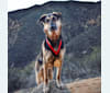 Hank, a German Shepherd Dog and Australian Cattle Dog mix tested with EmbarkVet.com