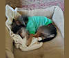 Seymour, a Chihuahua and Miniature Schnauzer mix tested with EmbarkVet.com